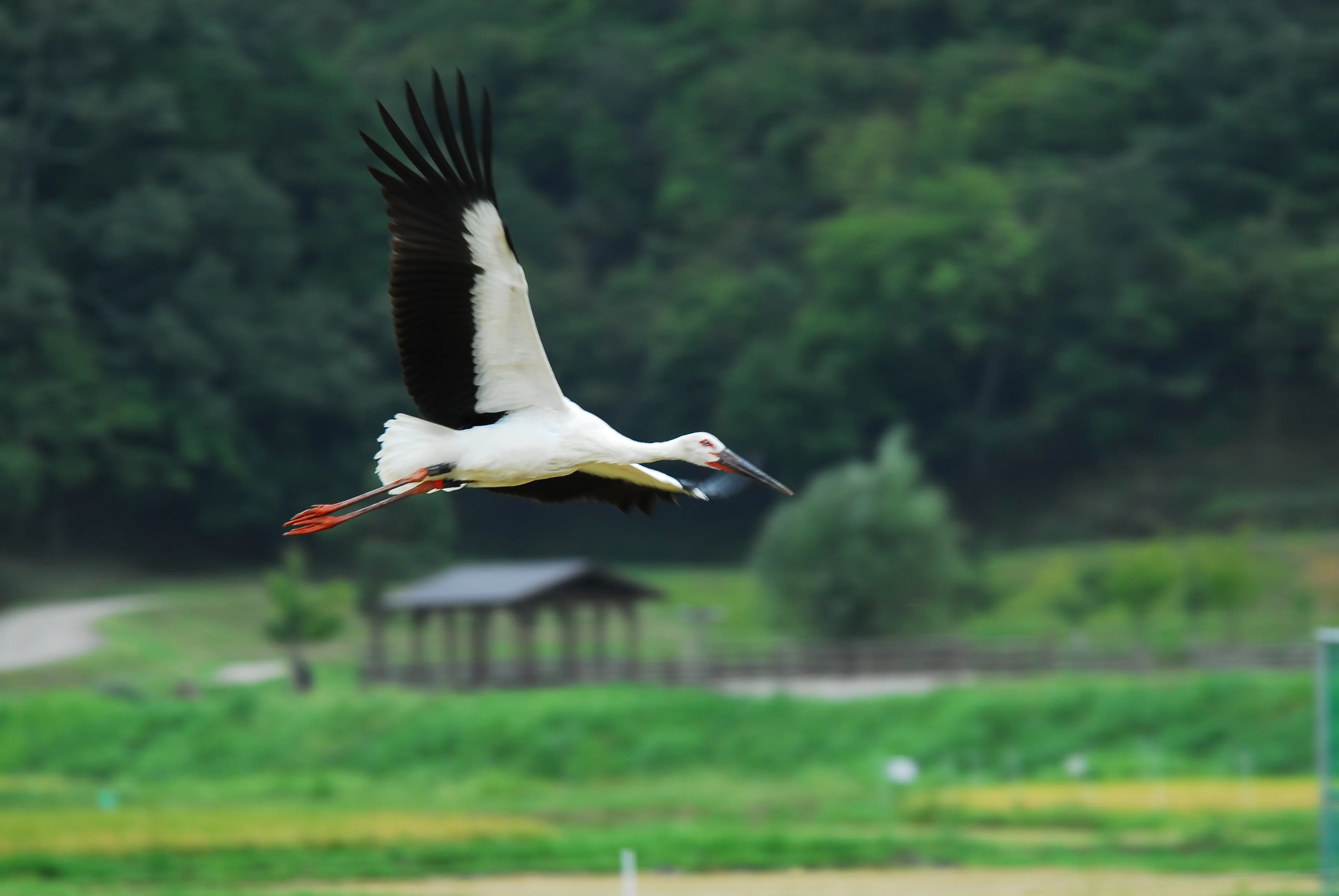 城崎温泉大谷川